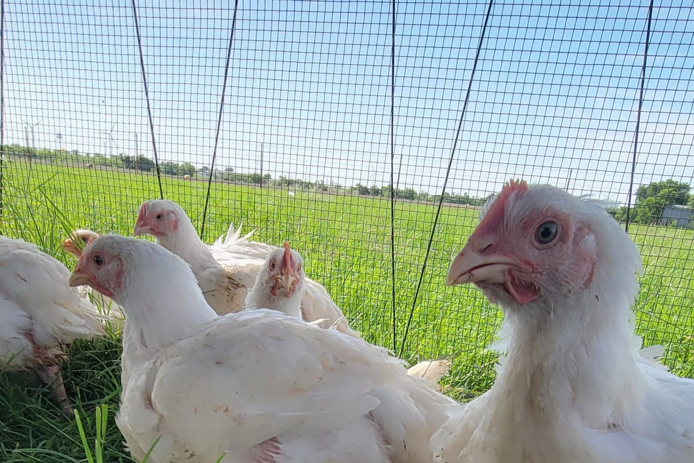 Pasture-raised chickens foraging at ground level in green grass behind portable poultry netting.