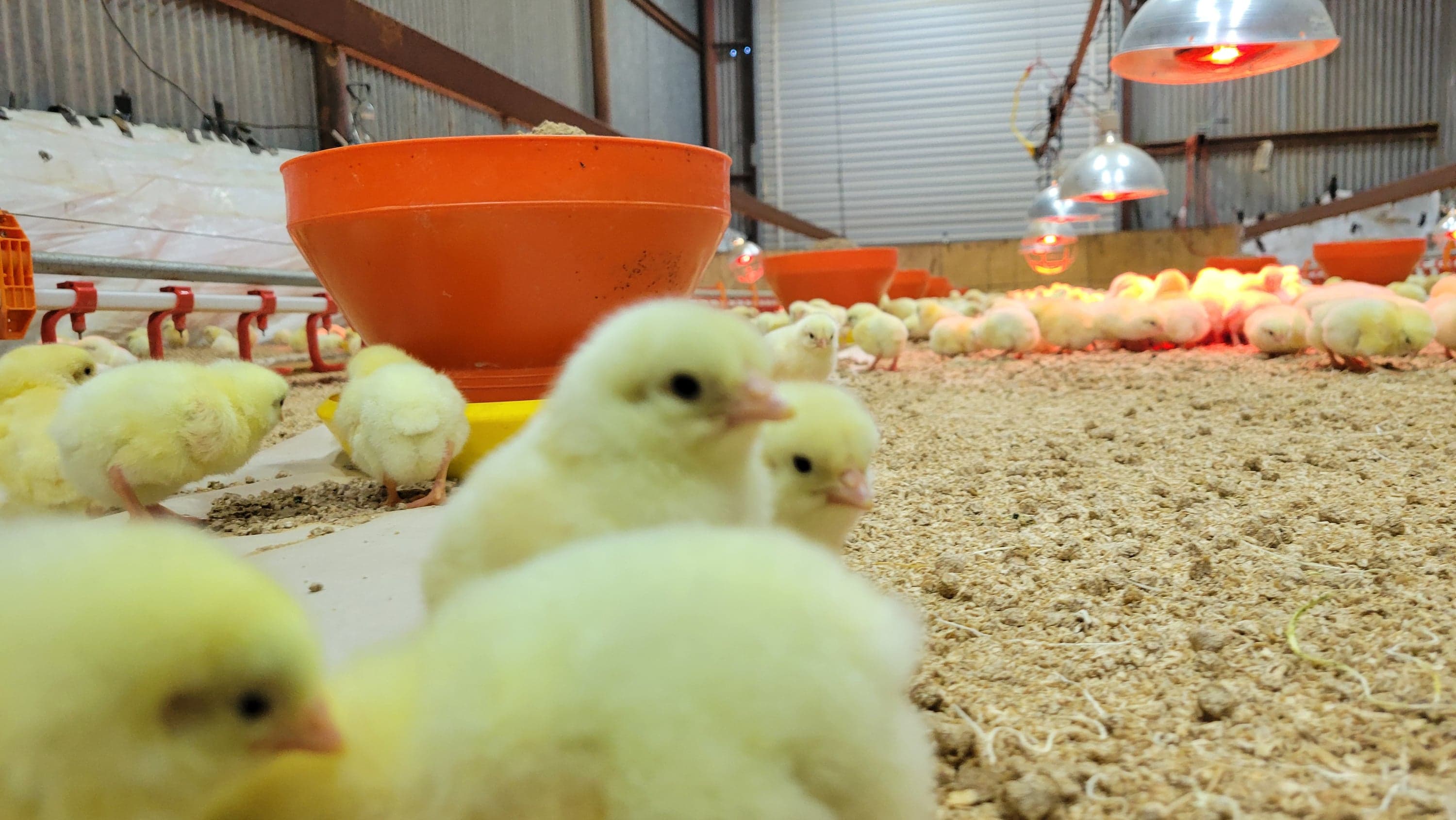 Day-old chicks under the brooder heat lamps, the first stage of the care that goes into every bird.